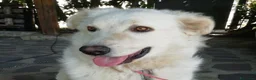 Meticcio cani in regalo: LA DOLCE SALLY HA BISOGNO DI TE, IN ADOZIONE - Annuncio 1