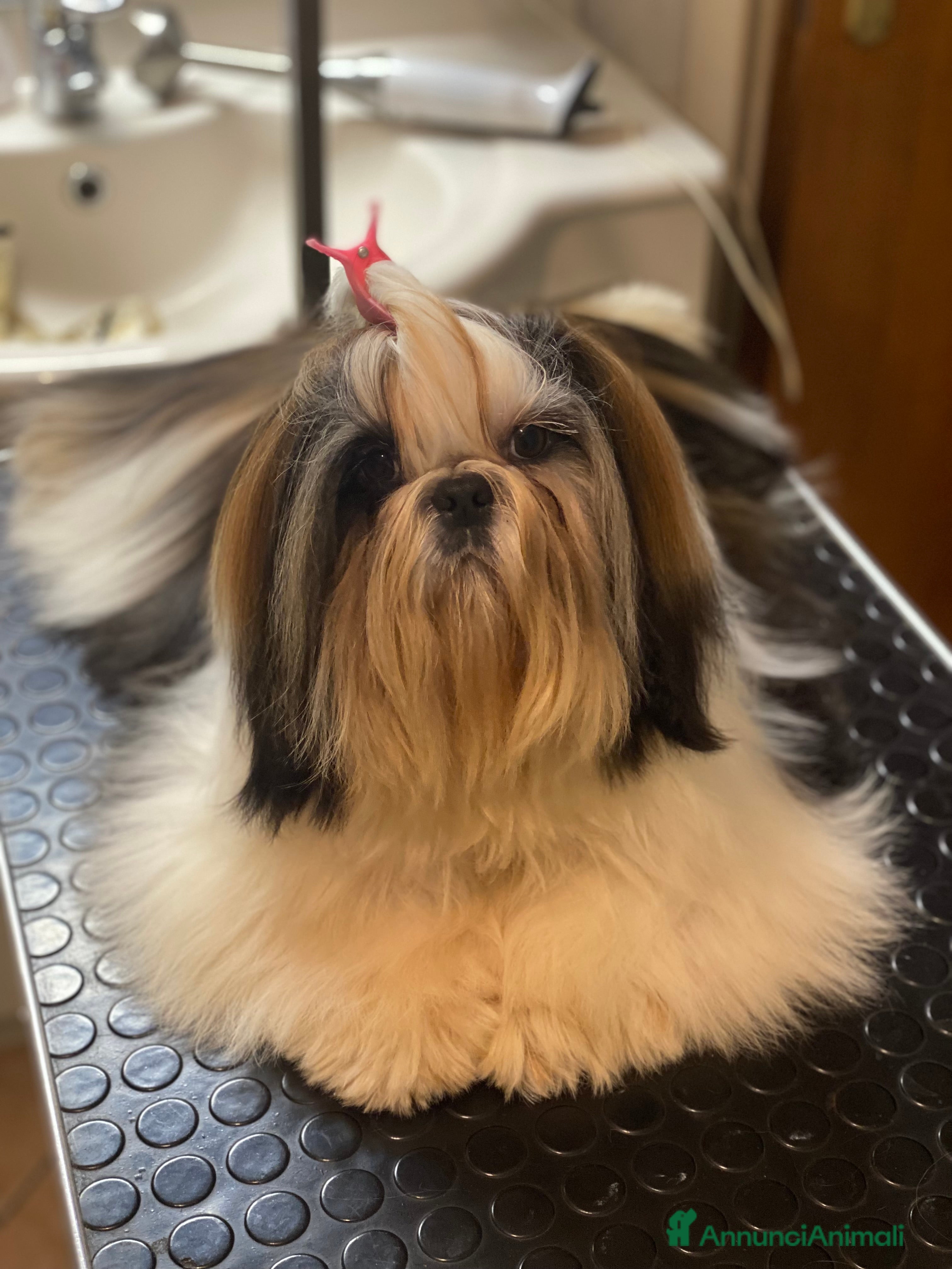 Shih Tzu cani Shih tzu - Annuncio 14