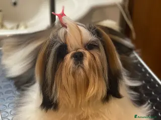 Shih Tzu cani Shih tzu - Annuncio 14