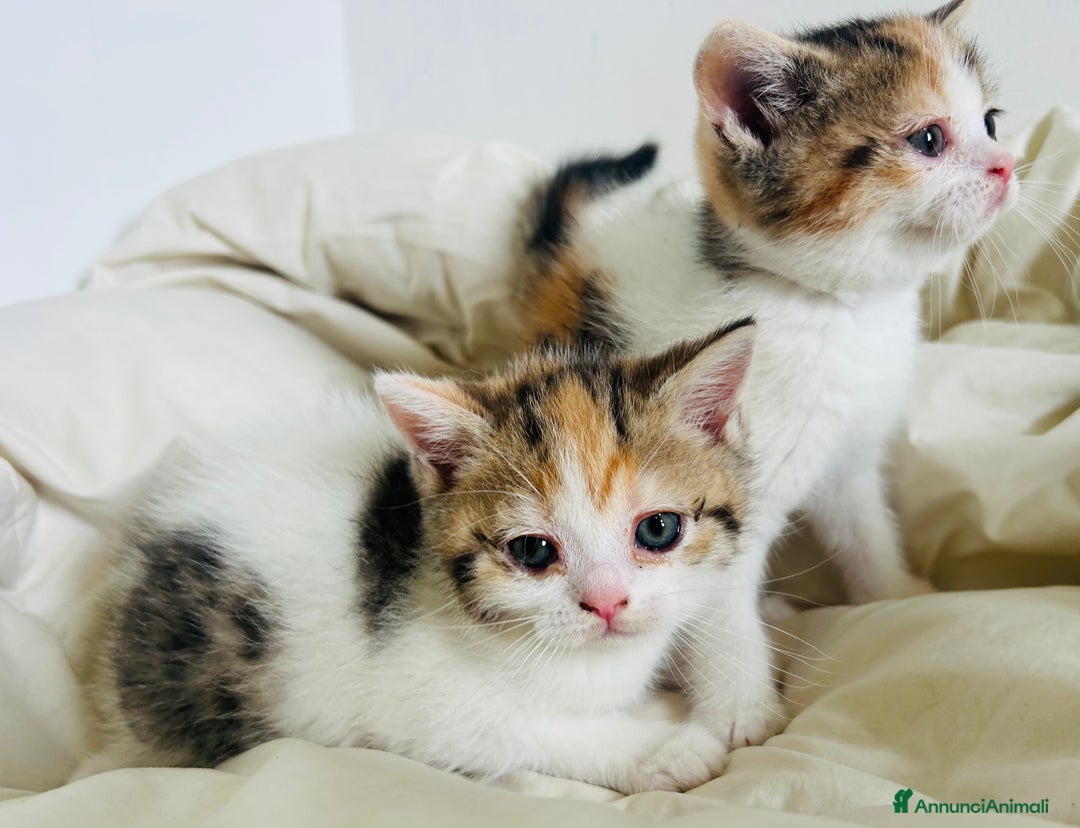 British gatti in vendita: 🐾 Cuccioli British Shorthair 🐾  a Provincia di Padova - Immagine 11