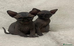 Sphynx gatti in vendita: Cuccioli di gatto shynx a Città metropolitana di Roma Capitale - Immagine 5