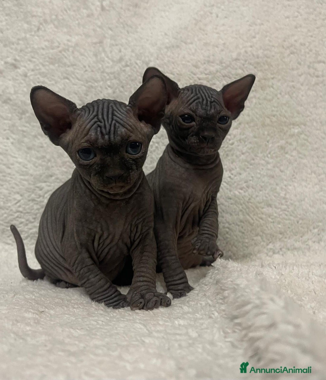 Sphynx gatti in vendita: Cuccioli di gatto shynx a Città metropolitana di Roma Capitale - Immagine 5