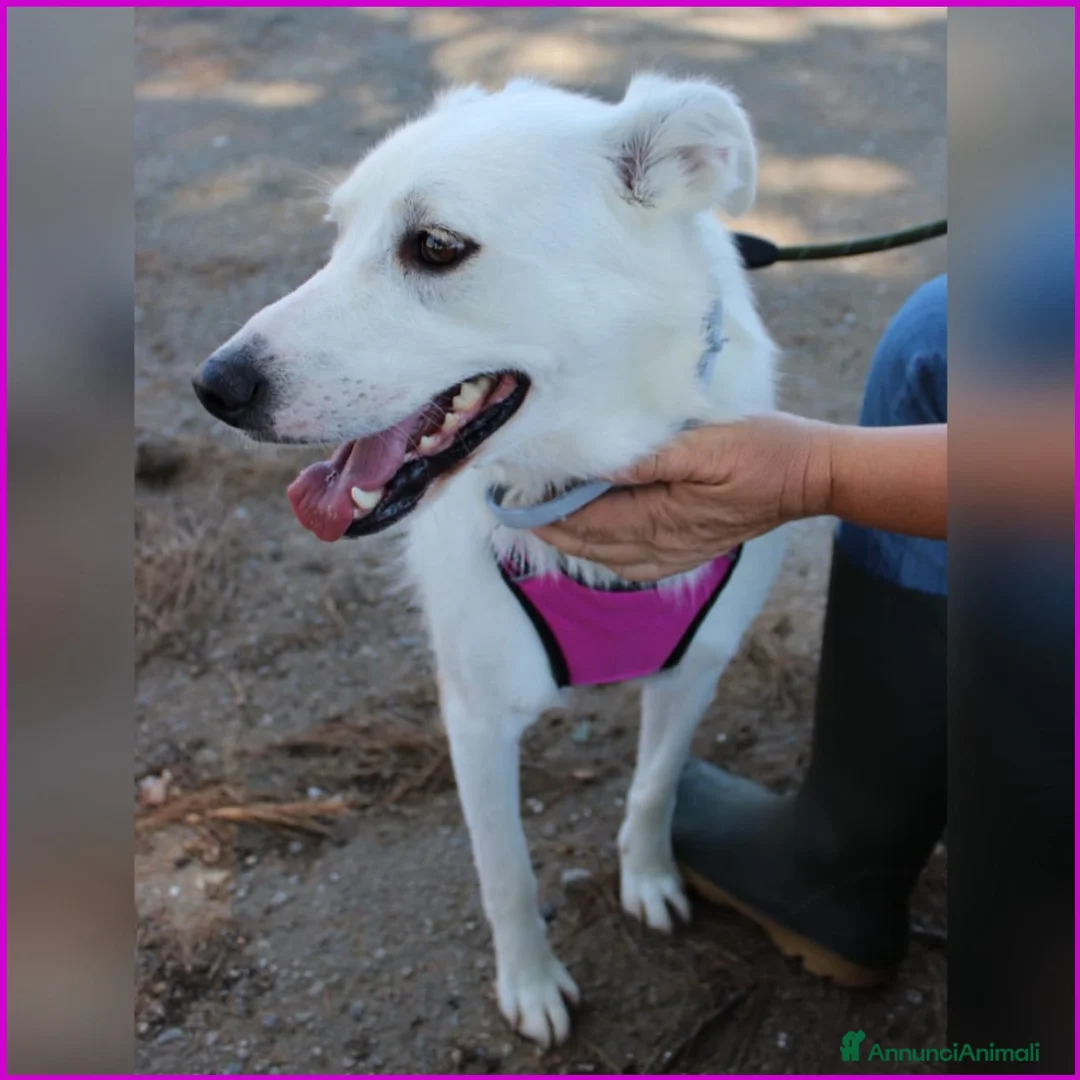 Meticcio cani in regalo: WILMA 💗 LA COMPAGNA DI VITA CHE ASPETTI 😍 a Provincia di Parma - Annuncio 3