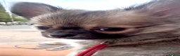 Chihuahua cani in vendita: cucciolo dichiahuahua wolf sable e mascherina nera - Annuncio 4