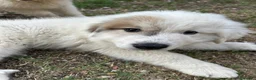 Cane da Montagna dei Pirenei cani in vendita: Sette cuccioli di Cane da Montagna dei Pirenei - Annuncio 6
