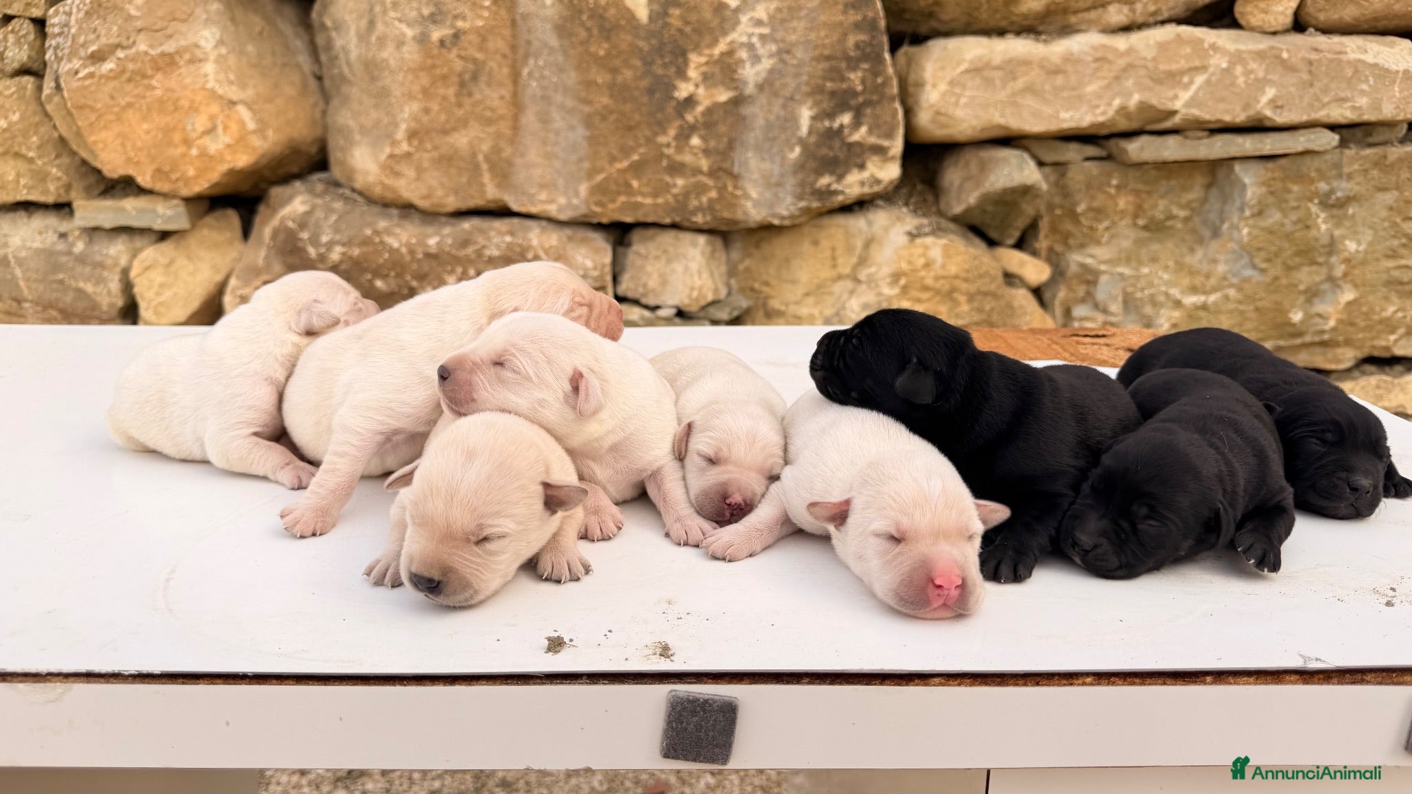 Meticcio cani Cuccioli simil Labrador - Disponibili tra 1 mese - Annuncio 7