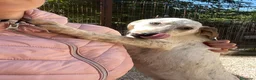Meticcio cani in regalo: ADOZIONE DI COPPIA  a Città metropolitana di Milano - Annuncio 11