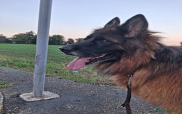 Pastore Tedesco cani in regalo: Charlie - Immagine 1