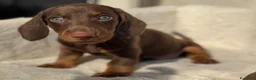 Bassotto cani in vendita: Bassotti cuccioli  - Annuncio 3
