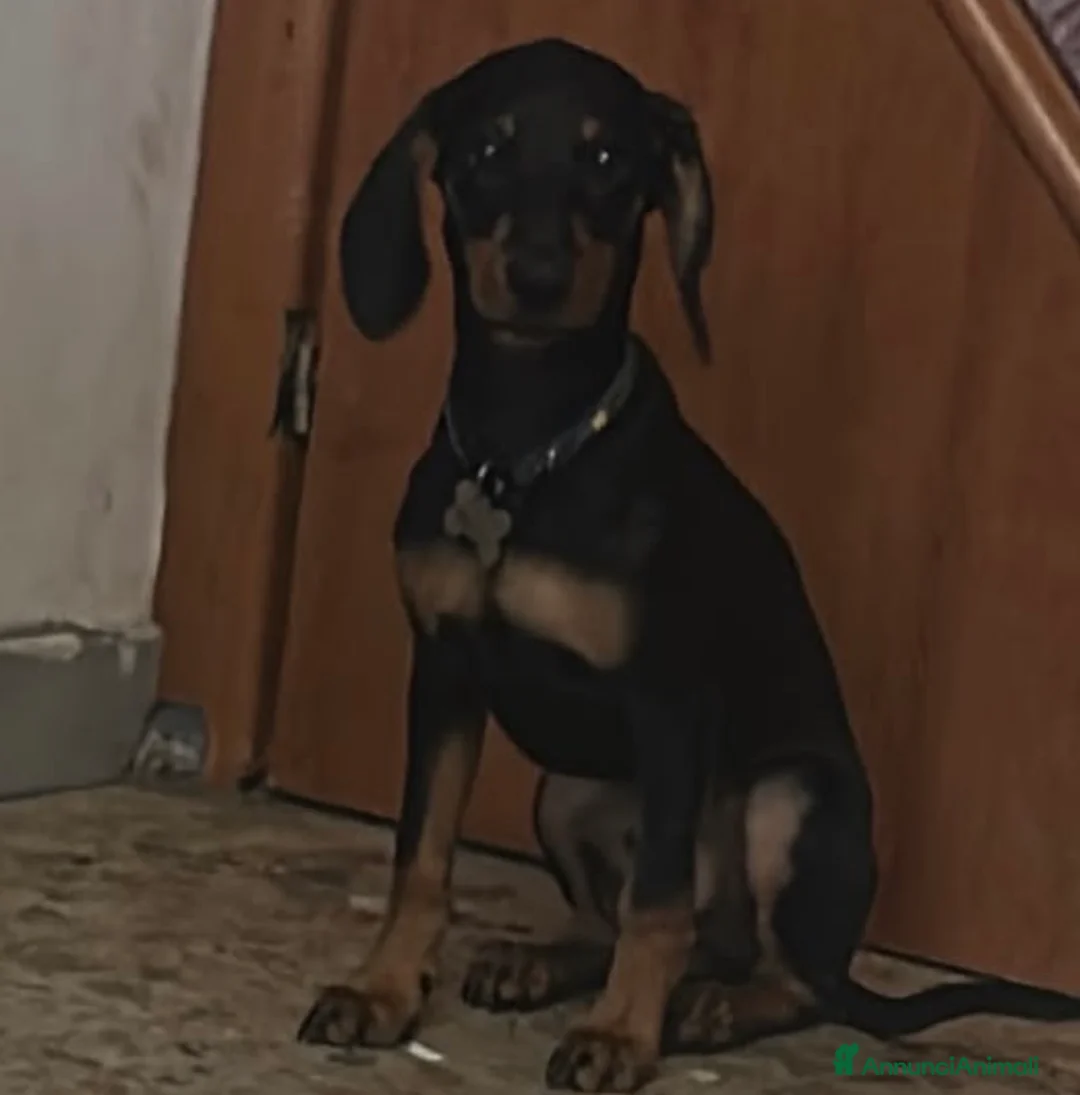 Bassotto cani in vendita: Bassotto  a Città metropolitana di Milano - Annuncio 4