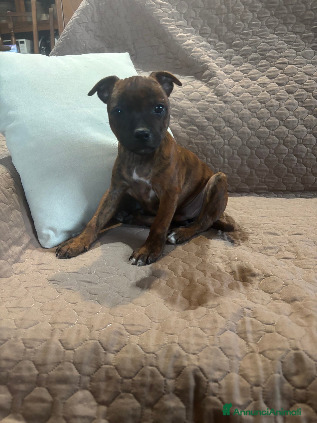 Staffordshire cani in vendita: STAFFIRDSHIRE BULL TERRIER - Annuncio 5