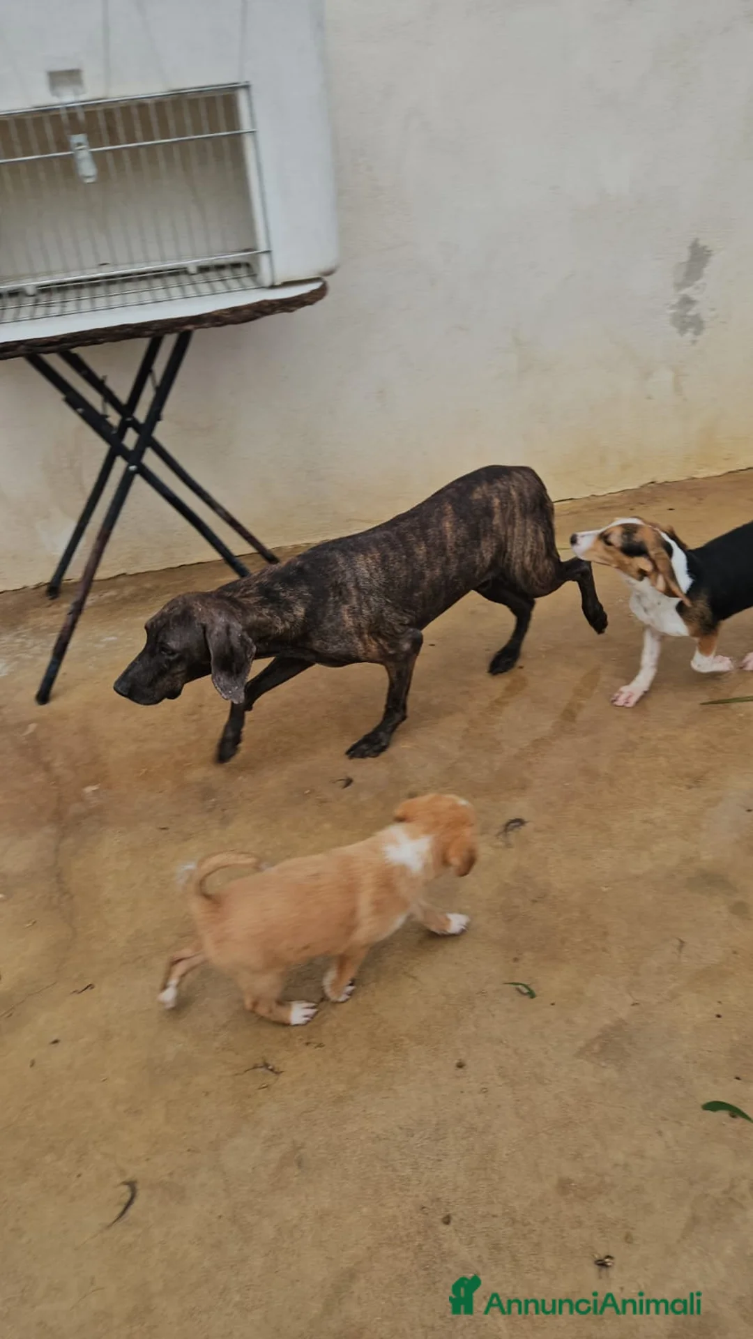 Bracco cani in regalo: Michele: adozione del cuore - Annuncio 9