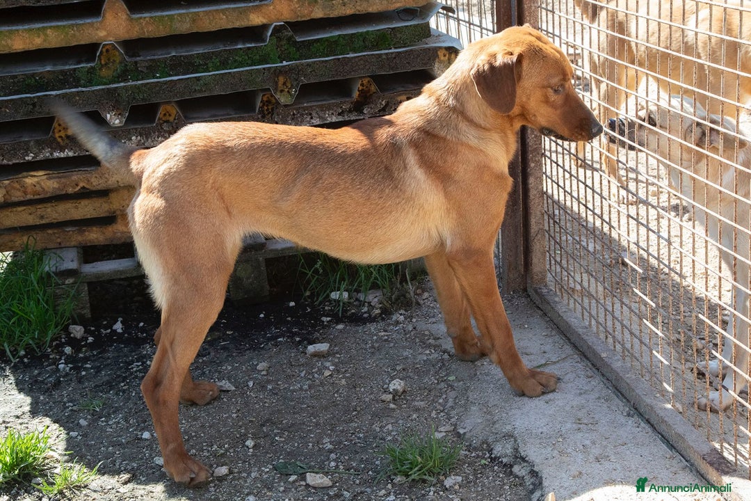 Meticcio cani in regalo: ELSA ASPETTA TE a Città metropolitana di Roma Capitale - Immagine 6