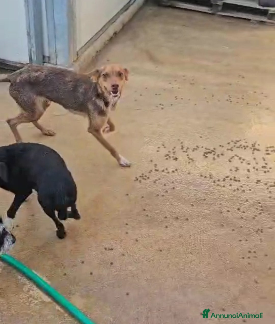 Meticcio cani in regalo: Lupo: cucciolotto taglia piccola socievole  a Città Metropolitana di Genova - Annuncio 13