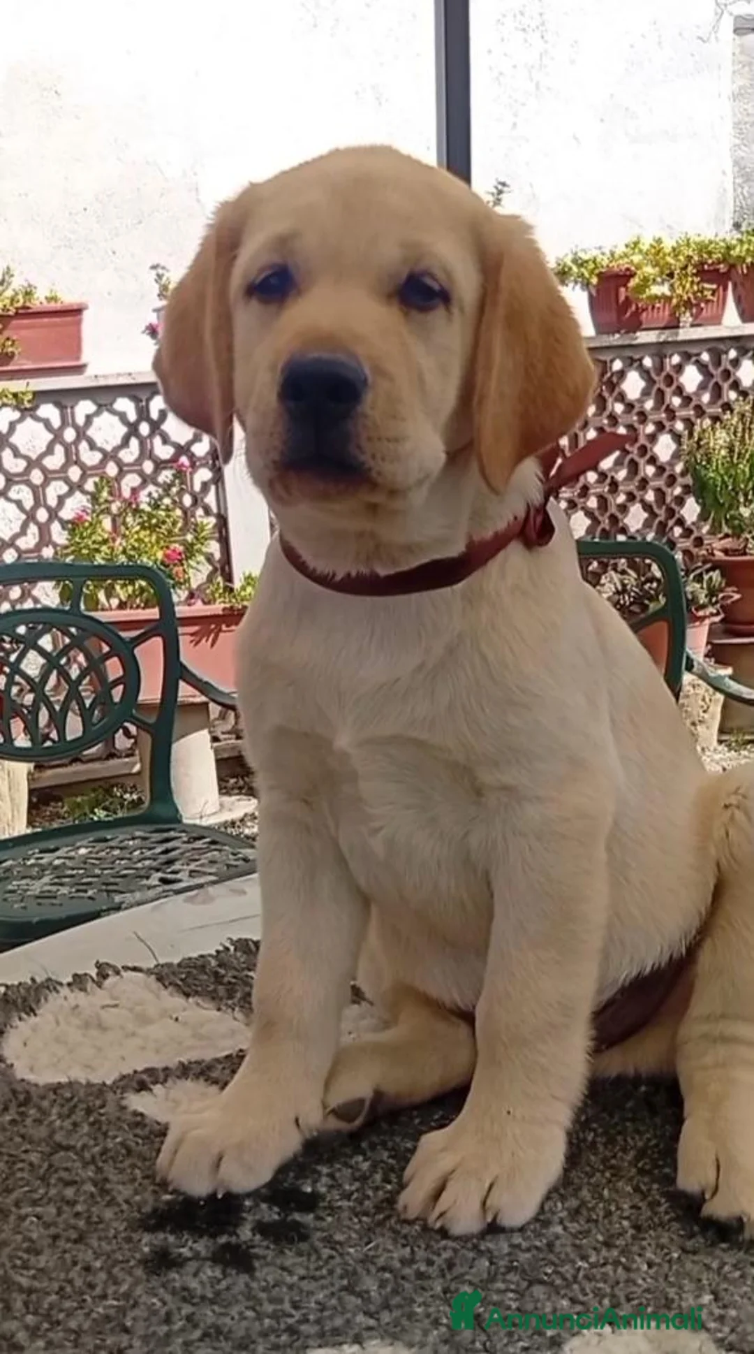 Labrador cani in vendita: Labrador Retriever Cuccioli con pedigree  - Annuncio 1
