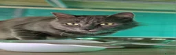 Certosino gatti in regalo: Certosino maschio di un anno - Annuncio 12