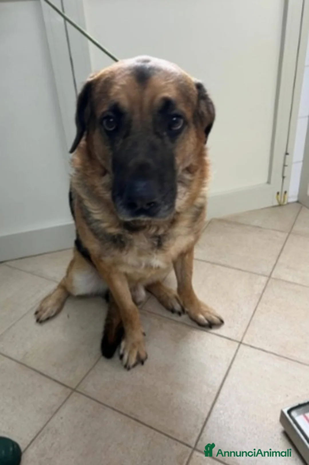Pastore Tedesco cani in regalo: Pastore 3anni TRASLOCANO E LO MOLLANO IN CASA!!SUD - Annuncio 4