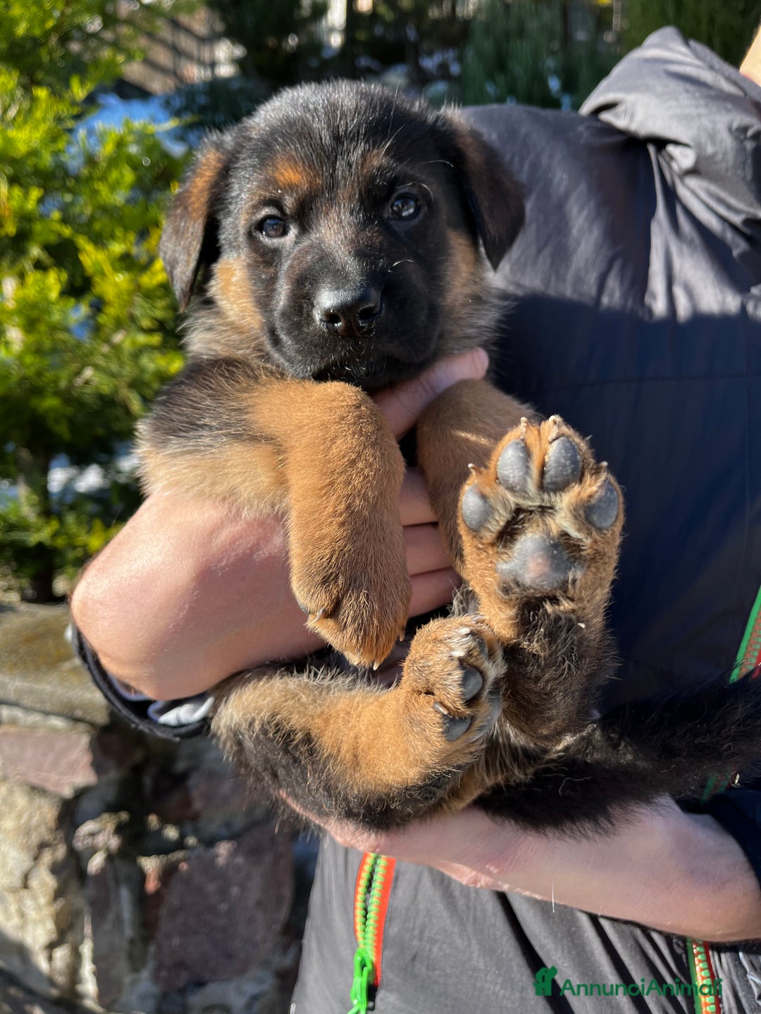 Pastore Tedesco cani in vendita: Cuccioli di pastore tedesco con pedigree - Annuncio 1