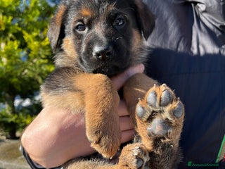 Pastore Tedesco cani Cuccioli di pastore tedesco con pedigree - Annuncio 3