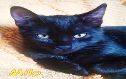 Europeo gatti in regalo: MILO DOLCISSIMO GATTINO - Immagine 1