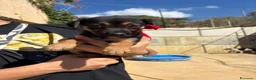 Meticcio cani in regalo: CARAMELLO, LEONE, BALOO, GINEVRA E MARTINA - Annuncio 3