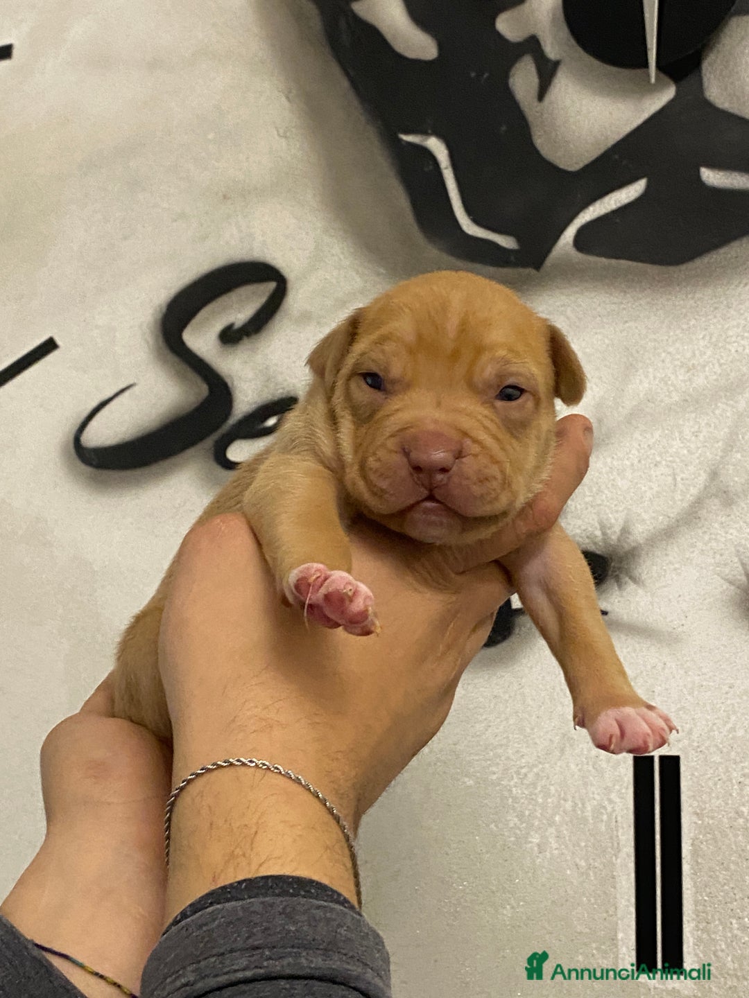 Pitbull cani in vendita: Cuccioli di Pitbull UKC con Pedigree  - Annuncio 6