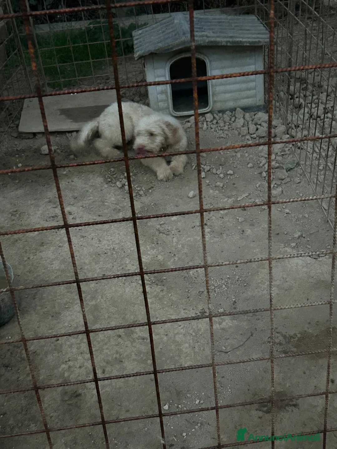 Lagotto cani in vendita: Lilla a Provincia di Teramo - Annuncio 2