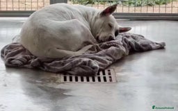 Meticcio cani in regalo: Magda, in canile da troppo tempo  a Città Metropolitana di Bari - Immagine 5
