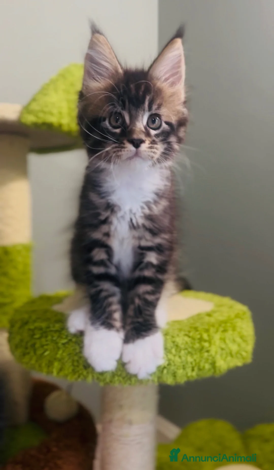Maine Coon gatti in vendita: Cucciolo Maine Coon con Pedigree - Annuncio 4