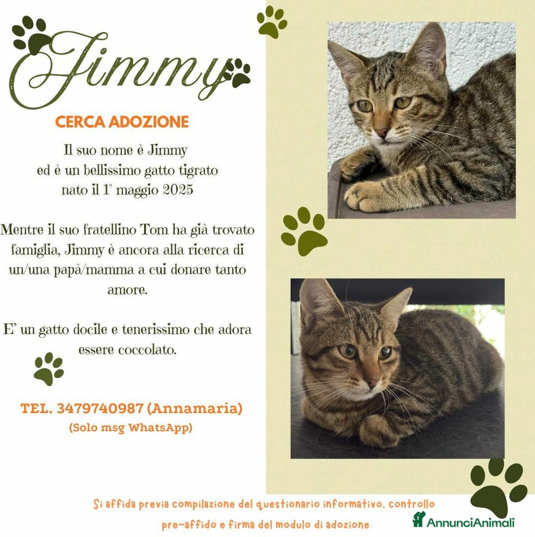 Europeo gatti in regalo: JIMMY, adorabile gattino in adozione! - Annuncio 2