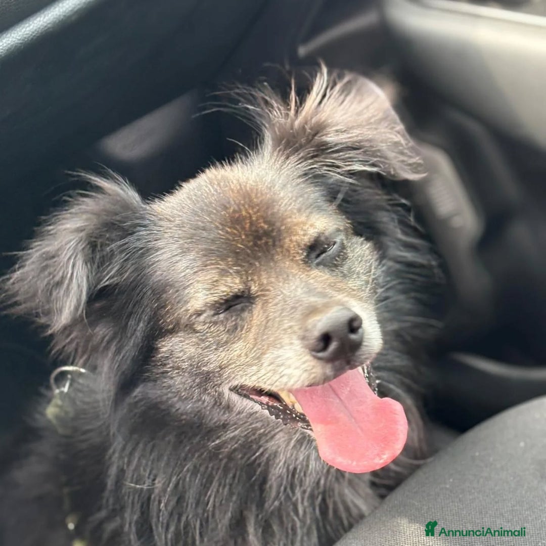 Meticcio cani in regalo: Billy adozione del cuore - 6 kg di amore! - Annuncio 4