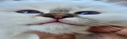 Sacro di Birmania gatti in vendita: Cuccioli Sacri di Birmania - Annuncio 6
