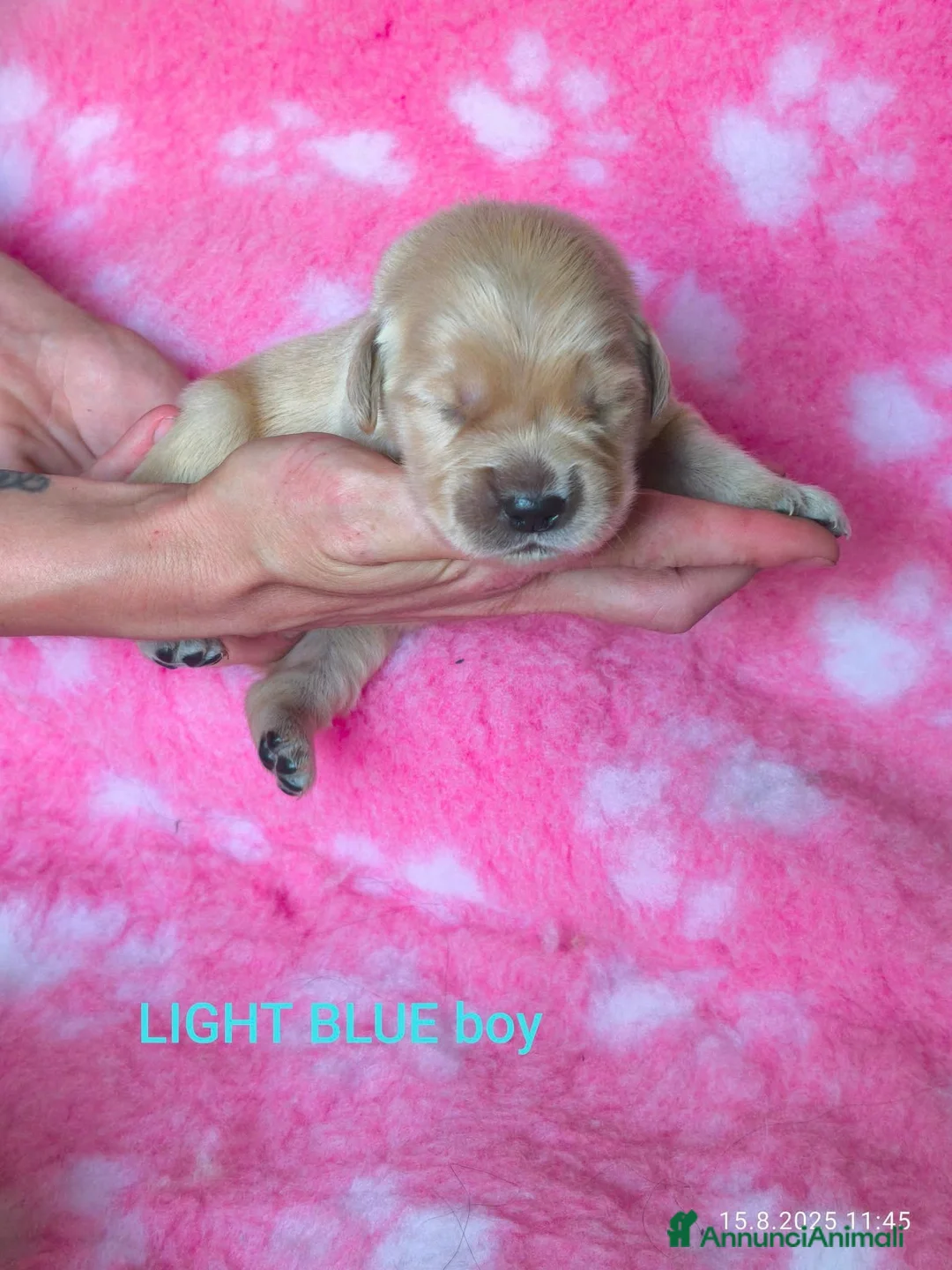 Golden Retriever cani in vendita: Cucciolata 100% americana  - Annuncio 20