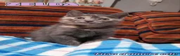 Europeo gatti in regalo: ZELDA, tenera gattina da adottare! - Annuncio 1