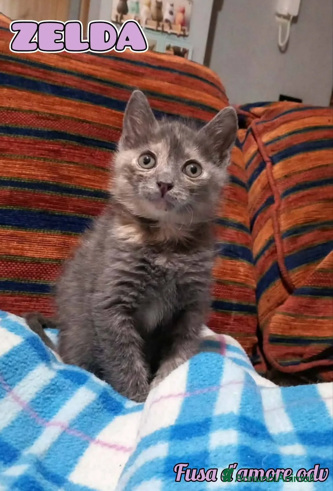 Europeo gatti in regalo: ZELDA, tenera gattina da adottare! - Annuncio 1