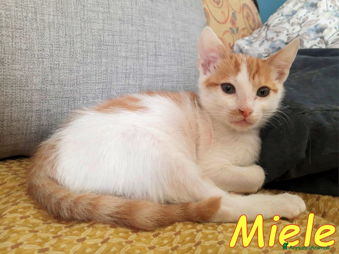 Europeo gatti in regalo: MIELE E AGATA DOLCISSIMI GATTINI - Annuncio 3