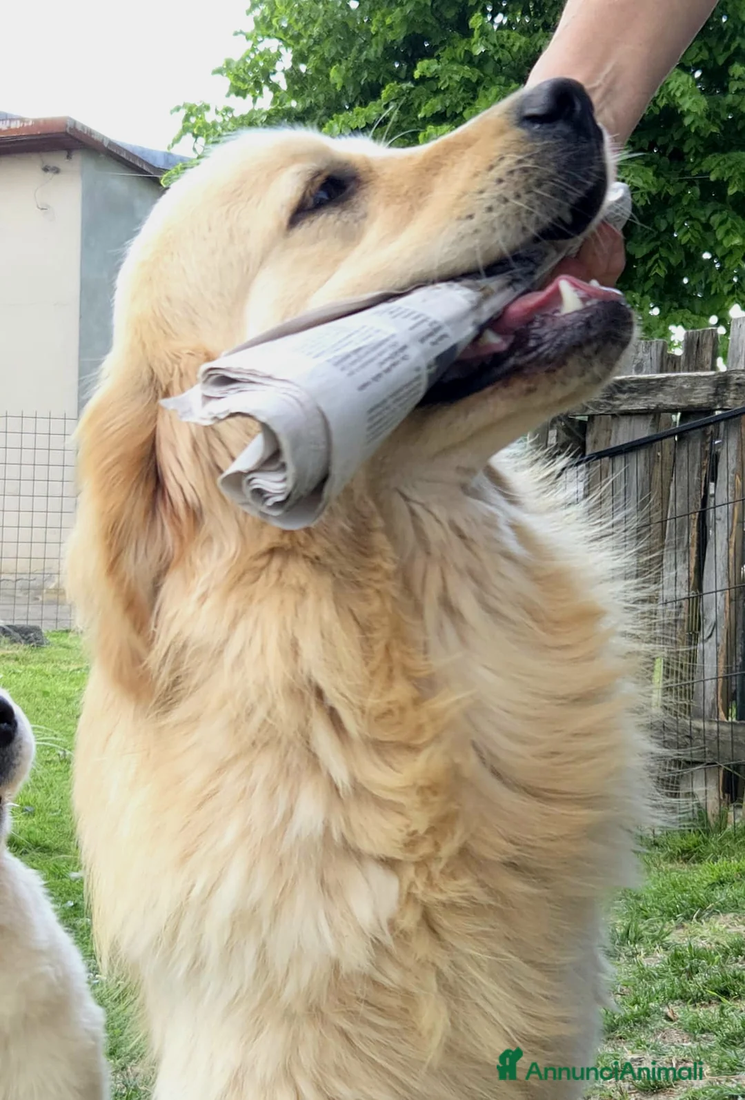 Golden Retriever cani in vendita: Golden Retriever  - Annuncio 1
