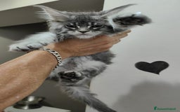 Maine Coon gatti in vendita: Cuccioli di Maine Coon Altissima Genealogia  a Provincia di Lucca - Immagine 4