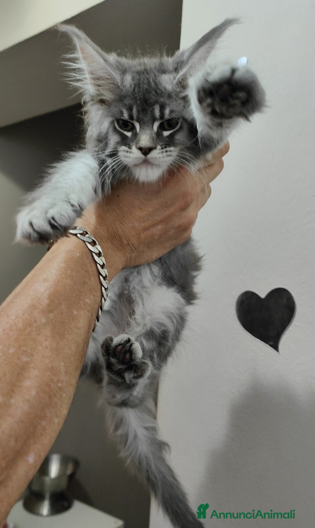 Maine Coon gatti in vendita: Cuccioli di Maine Coon Altissima Genealogia  a Provincia di Lucca - Immagine 4