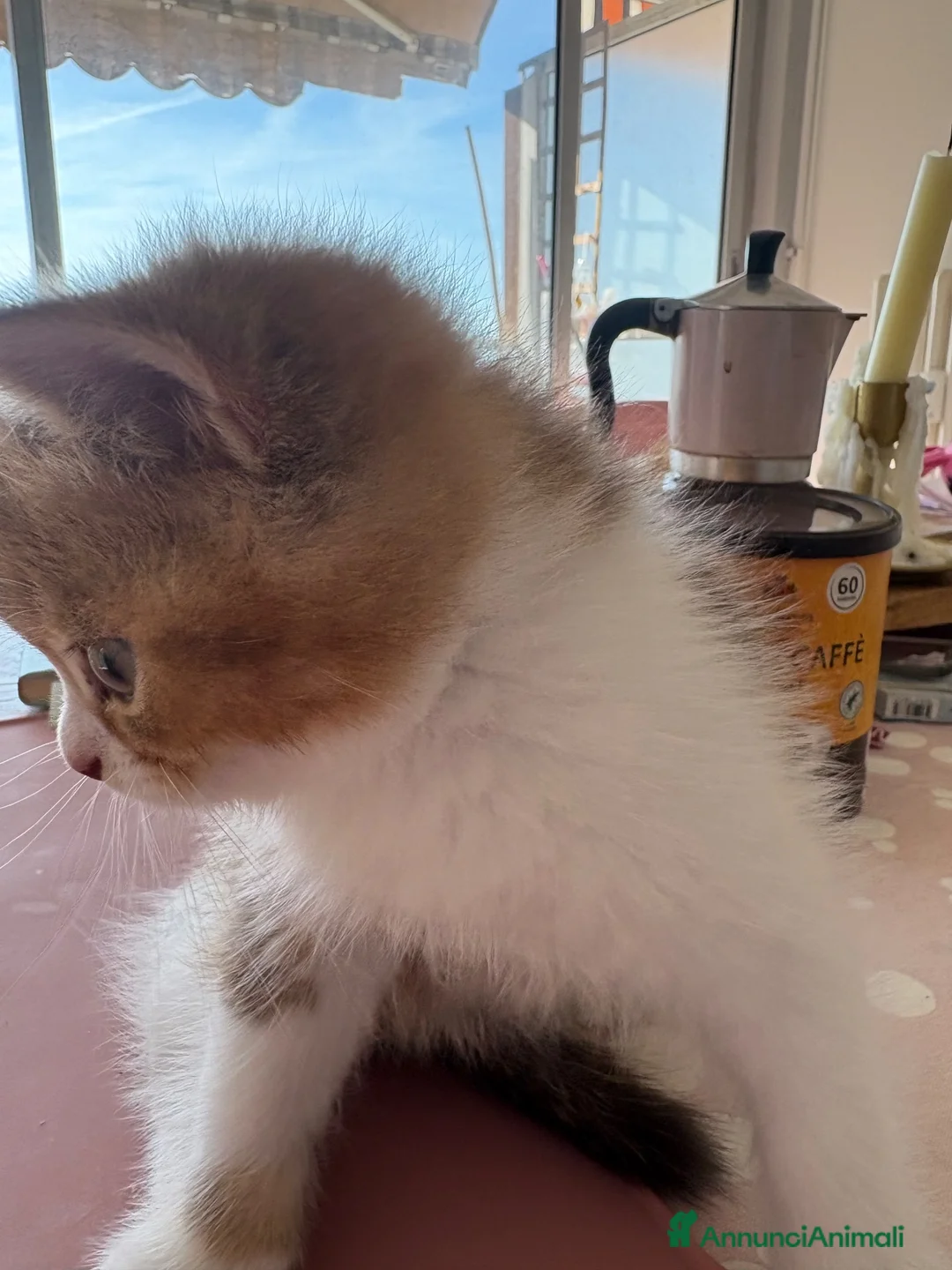 British gatti in vendita: meravigliosi cuccioli gattini British Shorthair  - Annuncio 2