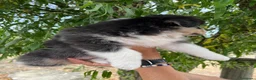 Australian Shepherd cani in vendita: Femmina Australian shepherd pastore australiano  - Annuncio 5