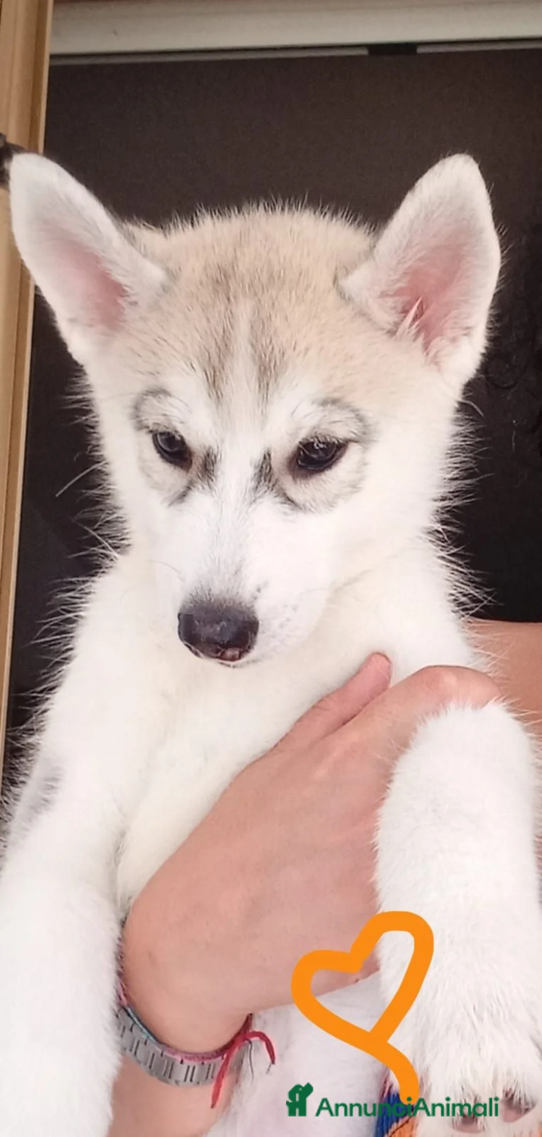 Husky cani in vendita: Splendidi cuccioli di Siberian Husky  - Annuncio 7
