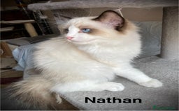 Ragdoll gatti in vendita: Fantastici cuccioli di Ragdoll a Provincia di Pavia - Immagine 3