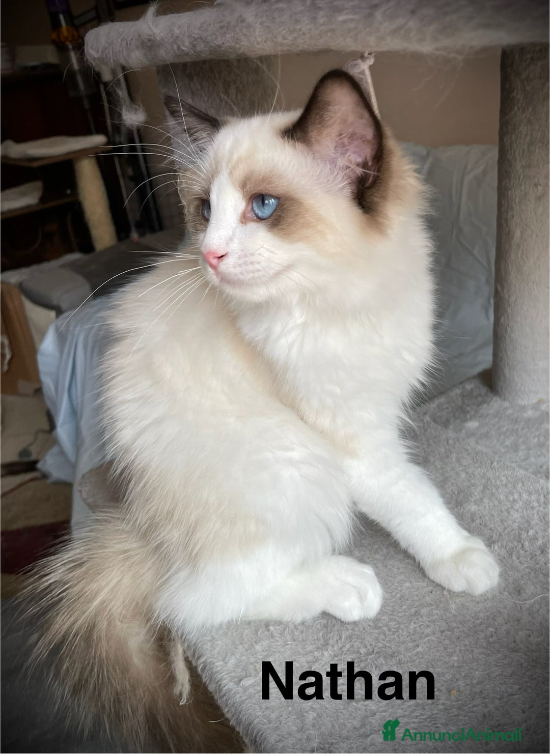 Ragdoll gatti in vendita: Fantastici cuccioli di Ragdoll a Provincia di Pavia - Immagine 3
