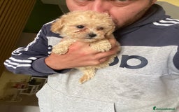 Maltese cani in vendita: Maltipoo a Provincia di Latina - Immagine 6