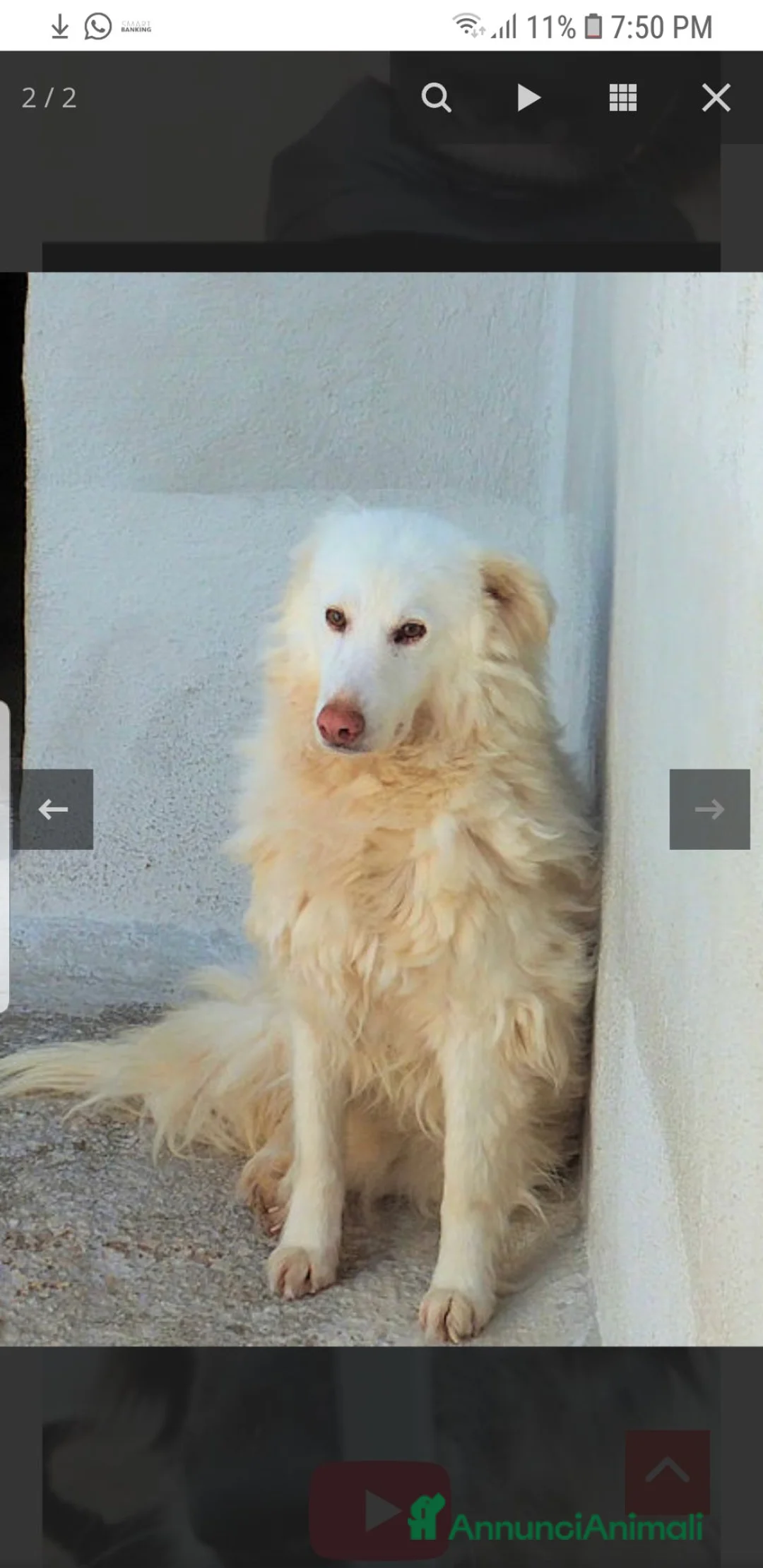 Meticcio cani in regalo: PETRA Maremmana-Golden timidina, 6 anni - Annuncio 4
