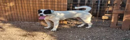 Meticcio cani in regalo: Martin e Karima - Annuncio 3