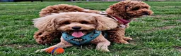 Maltipoo cani in vendita: Cuccioli di Maltipoo ipoallergenici - Annuncio 6