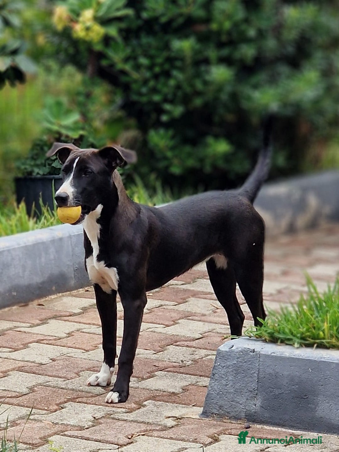 Meticcio cani in regalo: UNA MAMMA PER MAYA - Annuncio 3