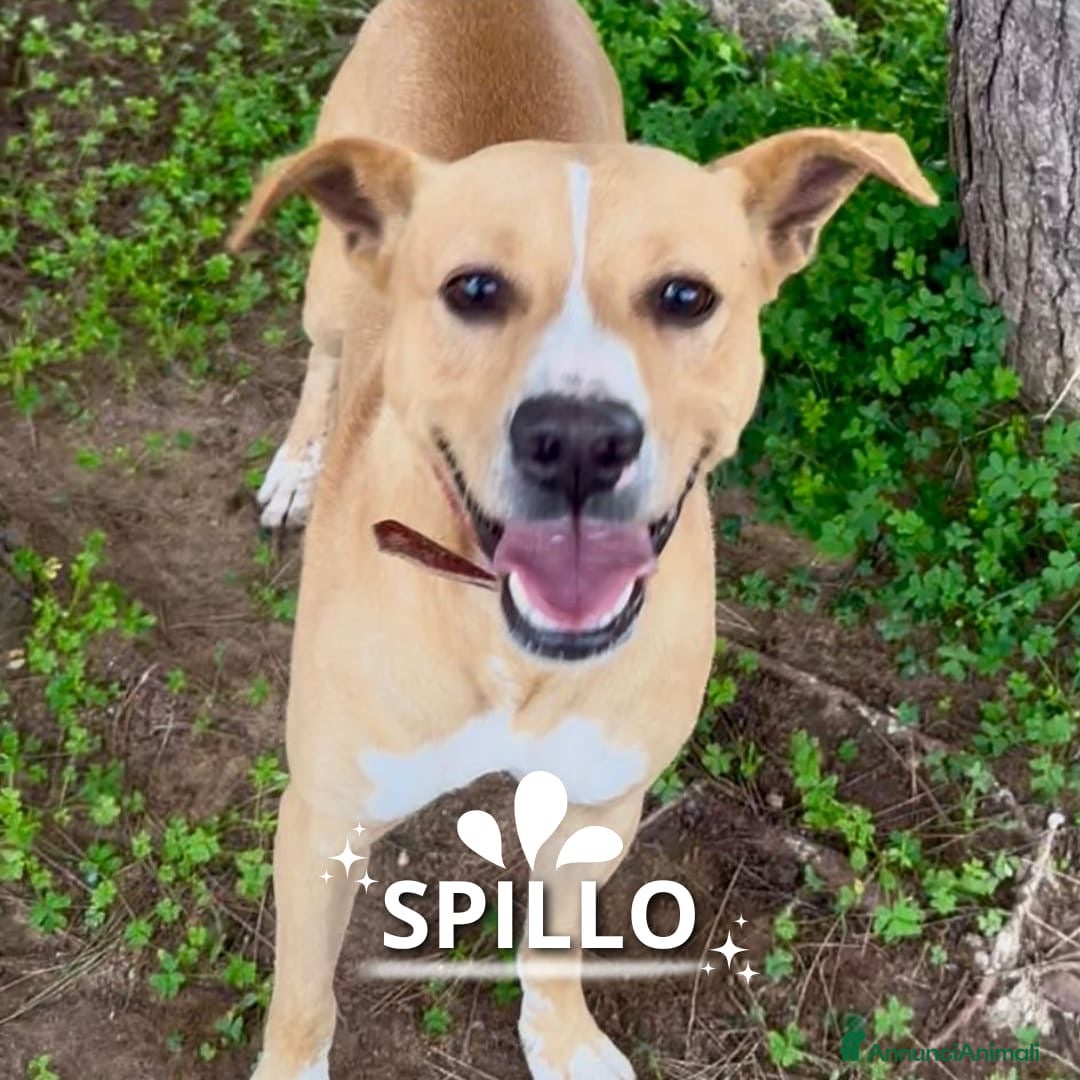 Meticcio cani SPILLO 💙 - cagnolino dolce e peperino, cerca casa - Annuncio 38